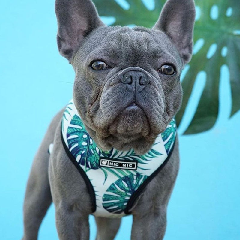 Tropic Like It's Hot: Take Your French Bulldog on a new adventure with Our Stylish Leash and Harness Set!